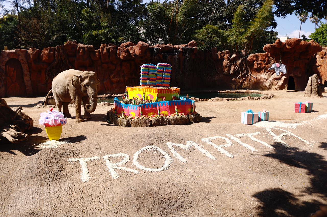 Trompita, la elefanta del Zoológico La Aurora cumplió 60 años. (Foto Prensa Libre: Fernando Cabrera)