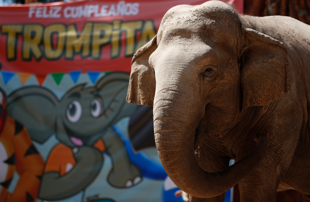 Cada año el Parque Zoológico La Aurora festeja a Trompita con un pastel sorpresa.  (Foto: Hemeroteca Prensa Libre). 