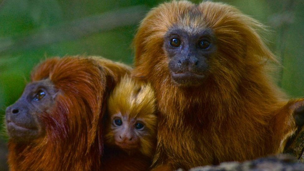 Vacunar a los monos: la sorprendente estrategia para detener una posible pandemia en Sudamérica