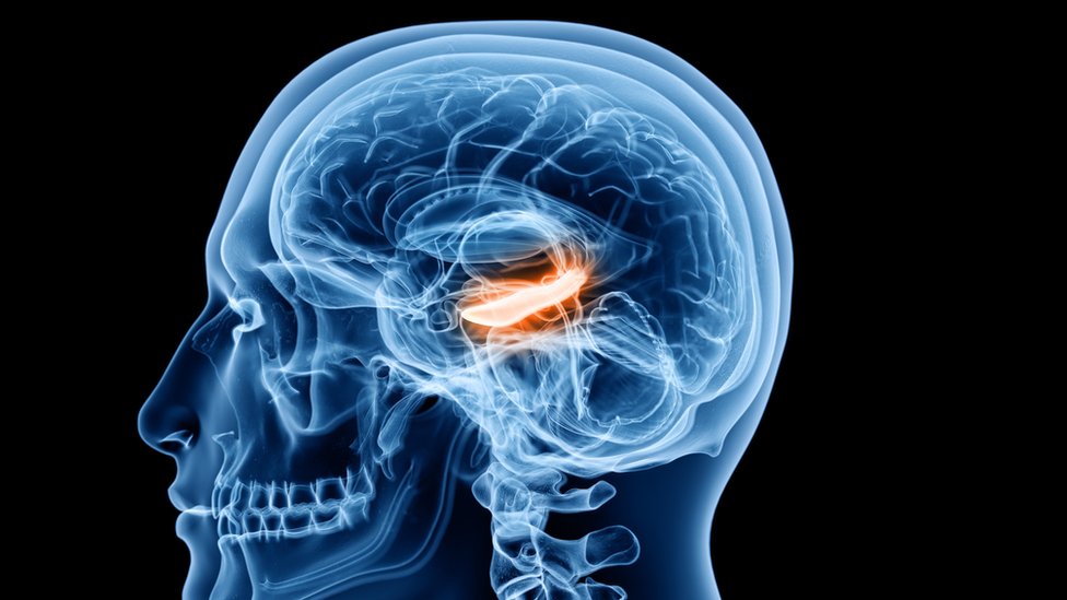 Las células de tiempo se ubican en el hipocampo.