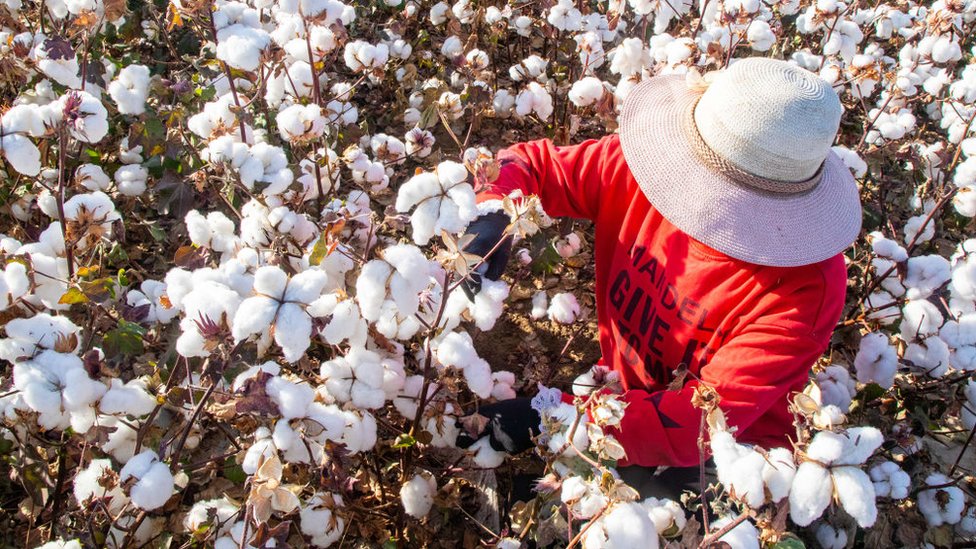El algodón de Xinjian representa el 85% de la producción china y el 20% de la oferta mundial