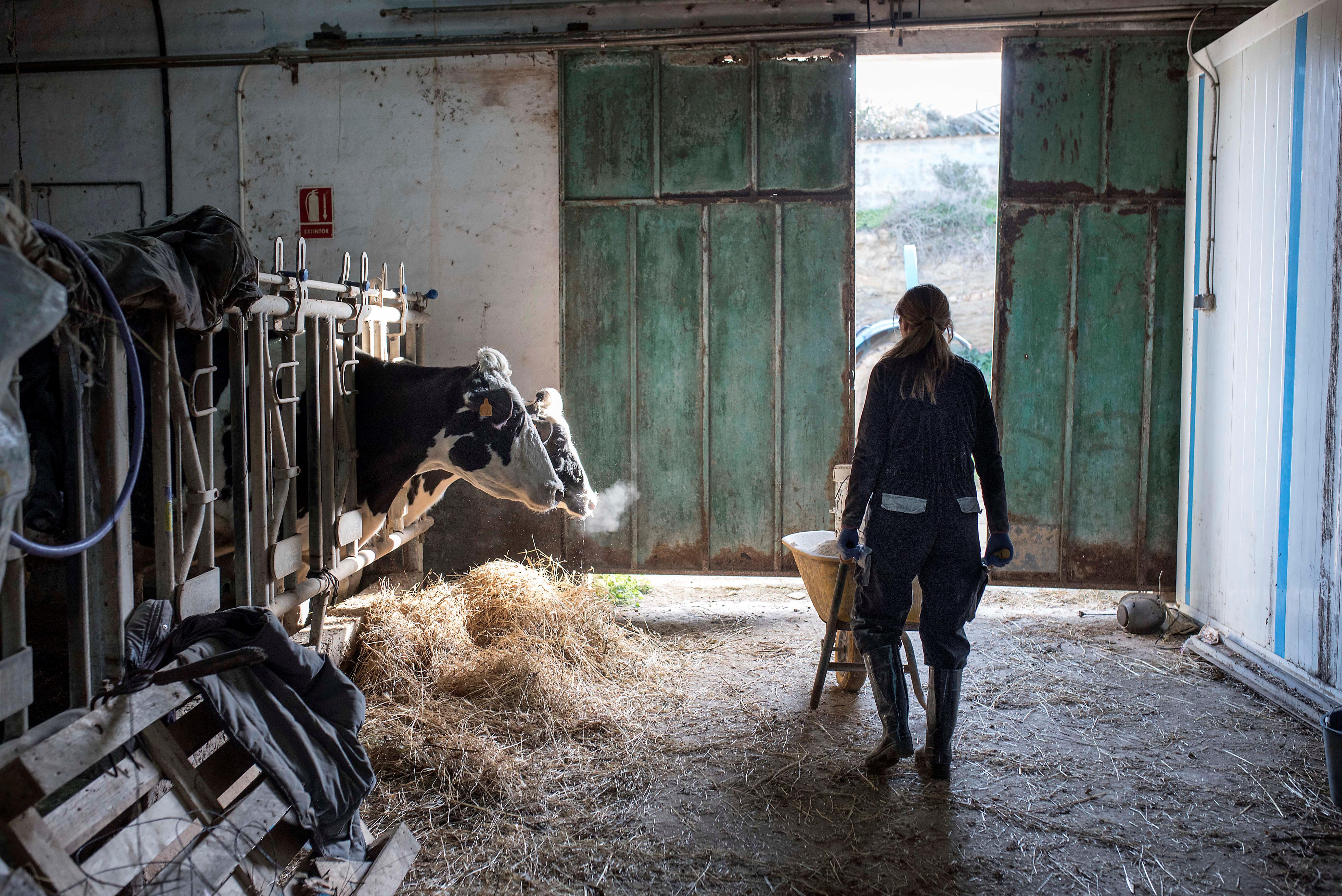 Según los investigadores, el nitrógeno contenido en la orina de las vacas se descompone con el tiempo en sustancias problemáticas para el medioambiente. (Foto Prensa Libre: Hemeroteca PL)