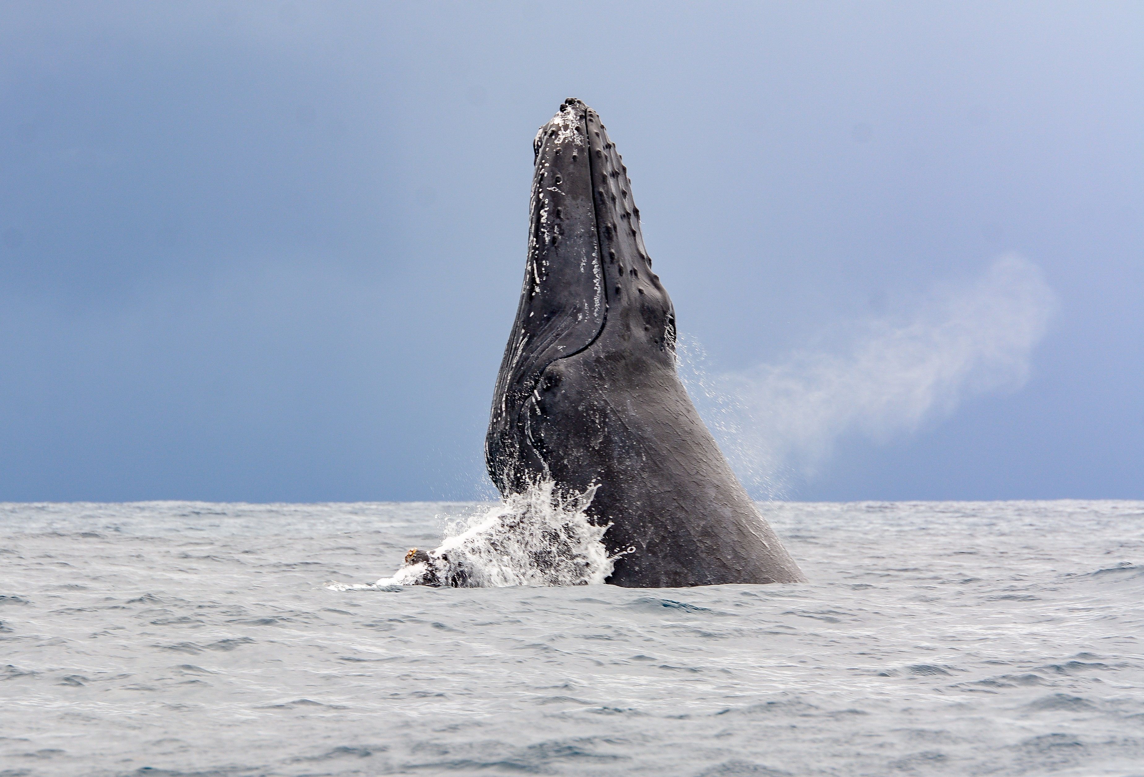 Una ballena jorobada adulta puede llegar a medir entre nueve a 15 metros. (Foto Prensa Libre: EFE)