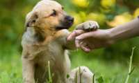 Los perros mestizos son nobles, cariosos y protectores y padecen menos enfermedades.