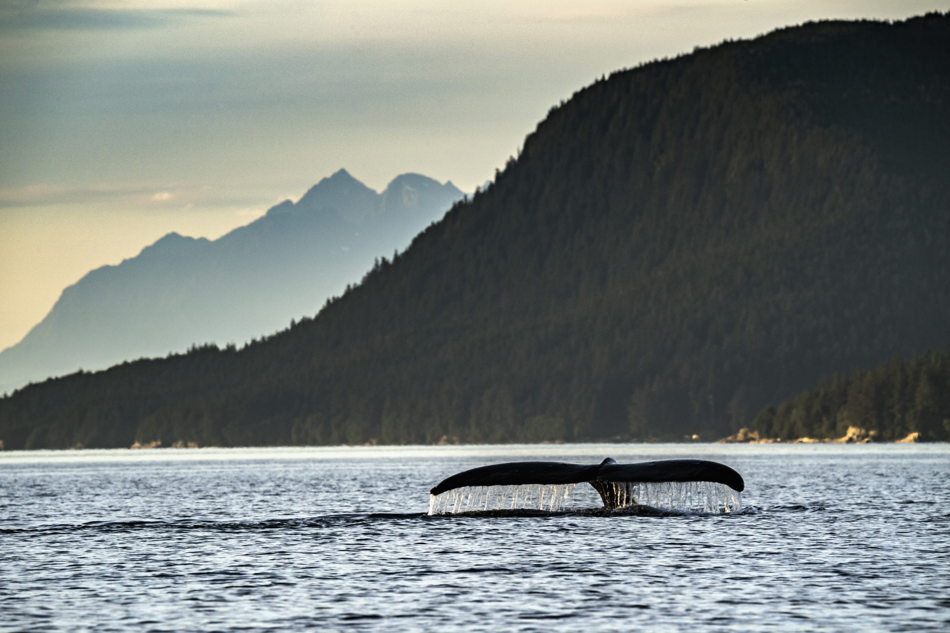 Escurre agua de la cola de una ballena jorobada mientras se sumerge en el mar cerca de Juneau, Alaska, el 18 de septiembre de 2018. (Christopher Miller/The New York Times)