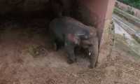 Kaavan, el elefante más triste. (Foto Prensa Libre: Tomada de video de Facebook)