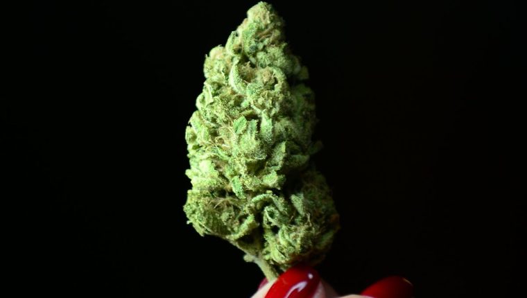 La oficina del gobernador indicó en un comunicado que la legalización podría generar un aumento de 350 millones de dólares en la recaudación fiscal anual del estado. (Foto Prensa Libre: AFP).