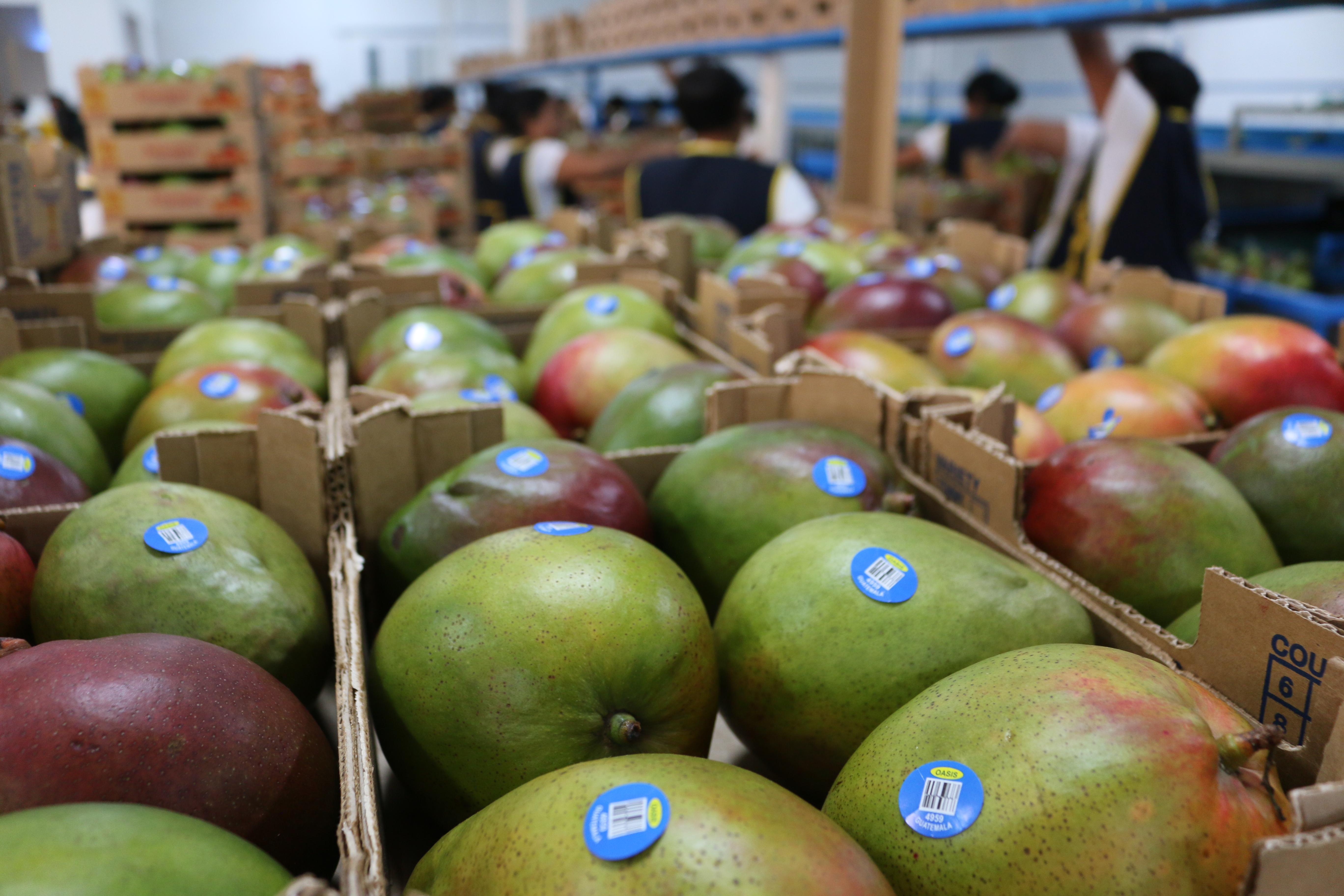 La cosecha de mango en el país inicia entre febrero y marzo y finaliza en mayo. (Foto, Prensa Libre: Agexport).