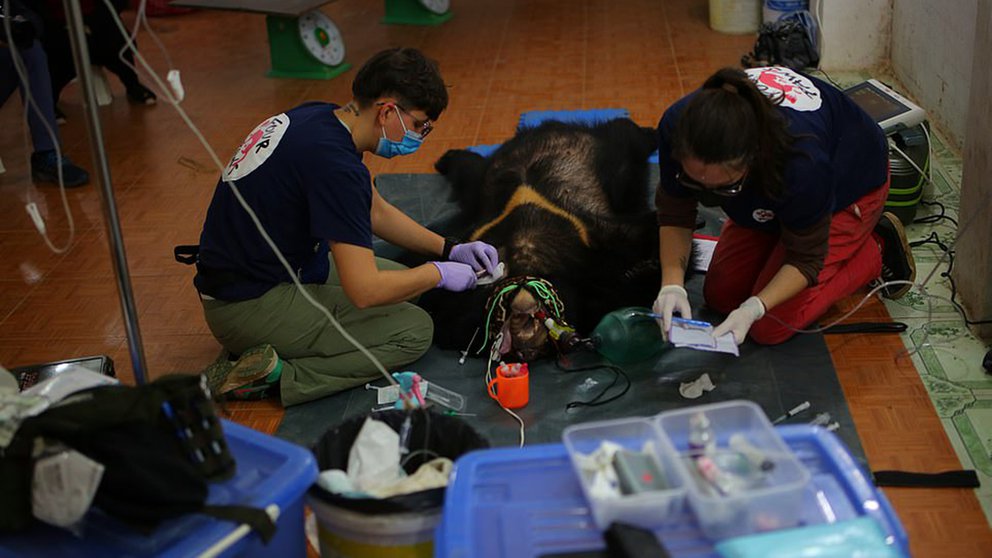 Veterinarios atienden a uno de los dos osos rescatados en Vietnam. (Foto Prensa Libre: Tomada de Infobae) 