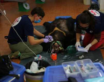 En estas condiciones fueron rescatados  dos osos que estuvieron 17 años encerrados en un sótano en Vietnam