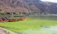 Presencia de algas torna el lago de Amatitlán en un color verde. (Foto: Elmer Vargas)