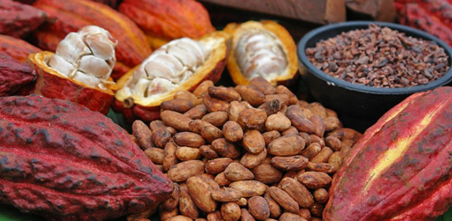 Cinco de los mejores cacaos nacionales representarán a Guatemala en París