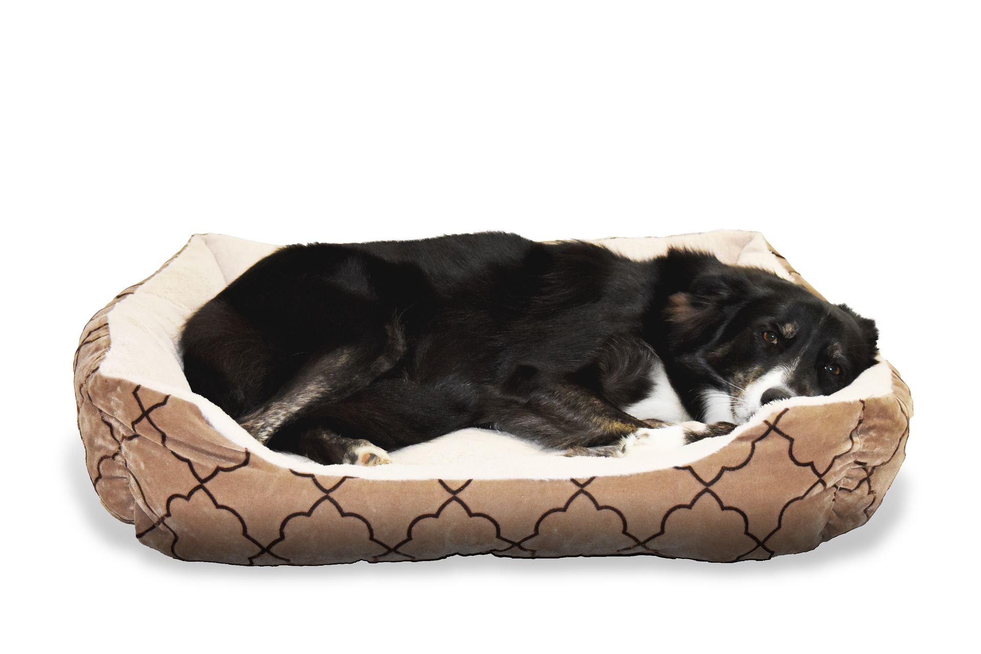 Cama para mascotas Cama de perro Cama de dormir para gatos Cama de perro de forma redonda