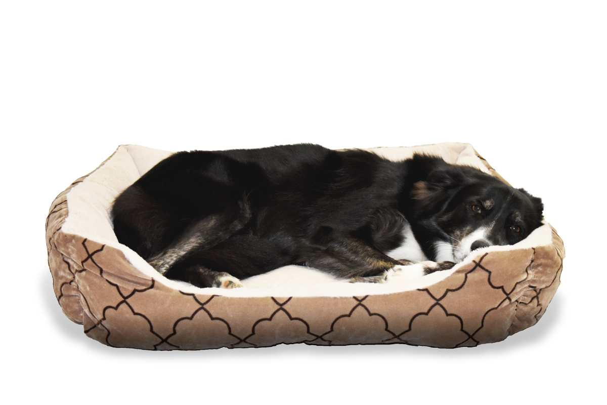 ¿Cómo elegir la cama para perros y gatos?