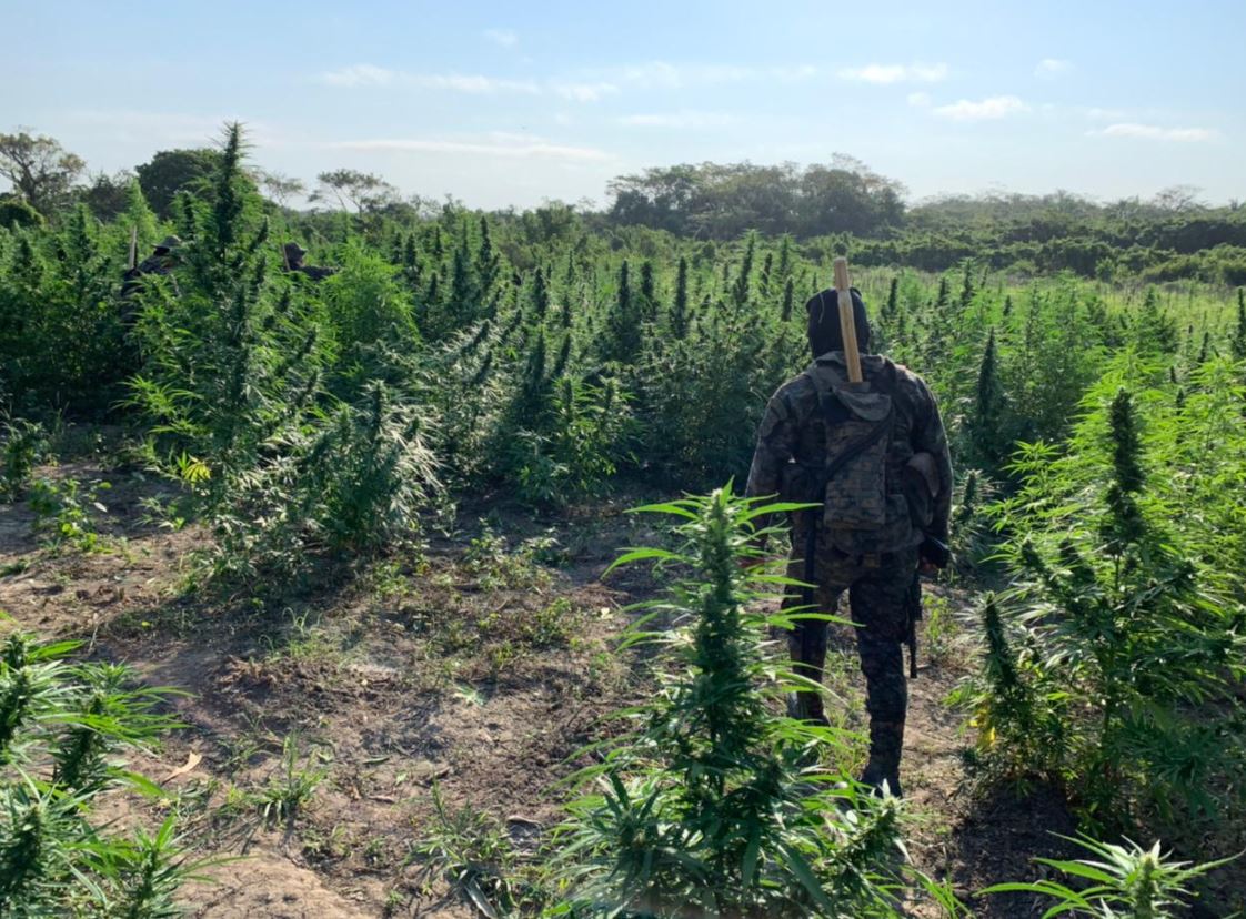Una de las plantaciones de marihuana que fue ubicada en comunidades de Las Cruces, Petén. (Foto Prensa Libre: Ejército de Guatemala)