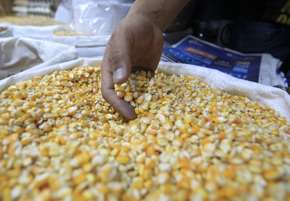 La estrategia de la FAO que incluye al sector privado y que podría aumentar la producción de granos básicos