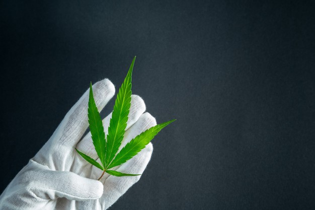 La marihuana podría ser legal en México pronto. (Foto Prensa Libre: Freepik) 