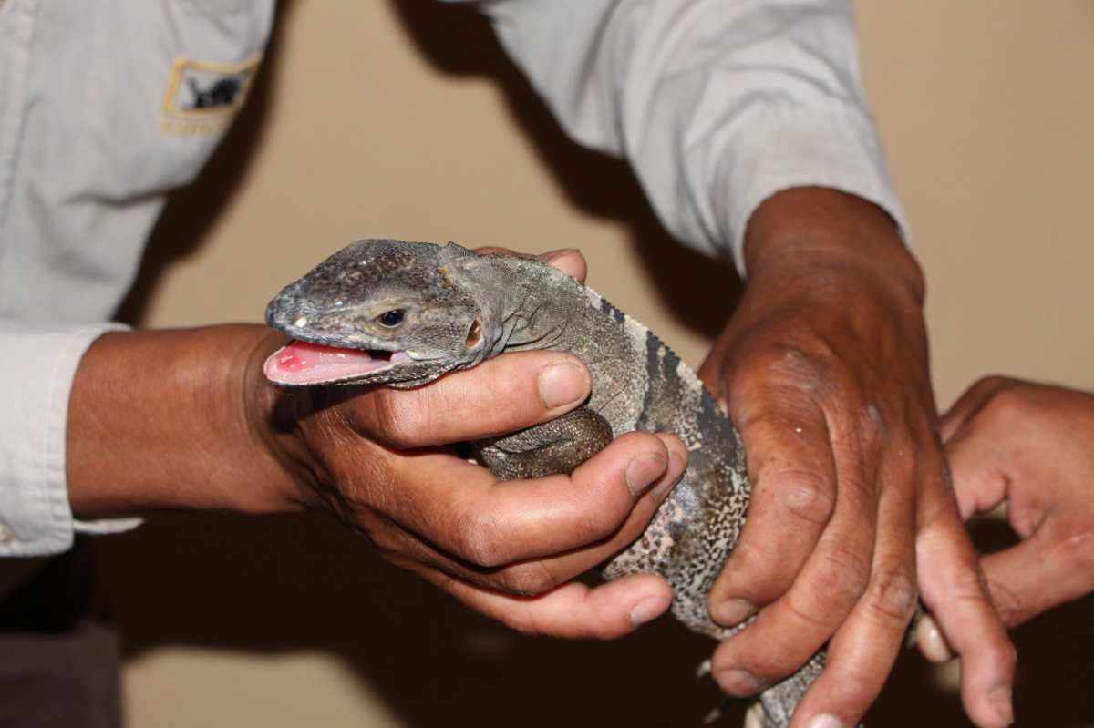 ¿Comer iguana en Cuaresma? Conozca cuál es el castigo por caza y venta ilegal de animales silvestres