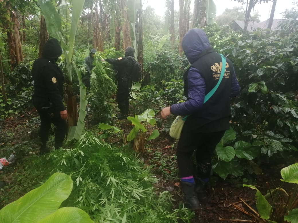 Autoridades erradican el sembradío de marihuana encontrado en Santa Cruz Barillas. (Foto: PNC)