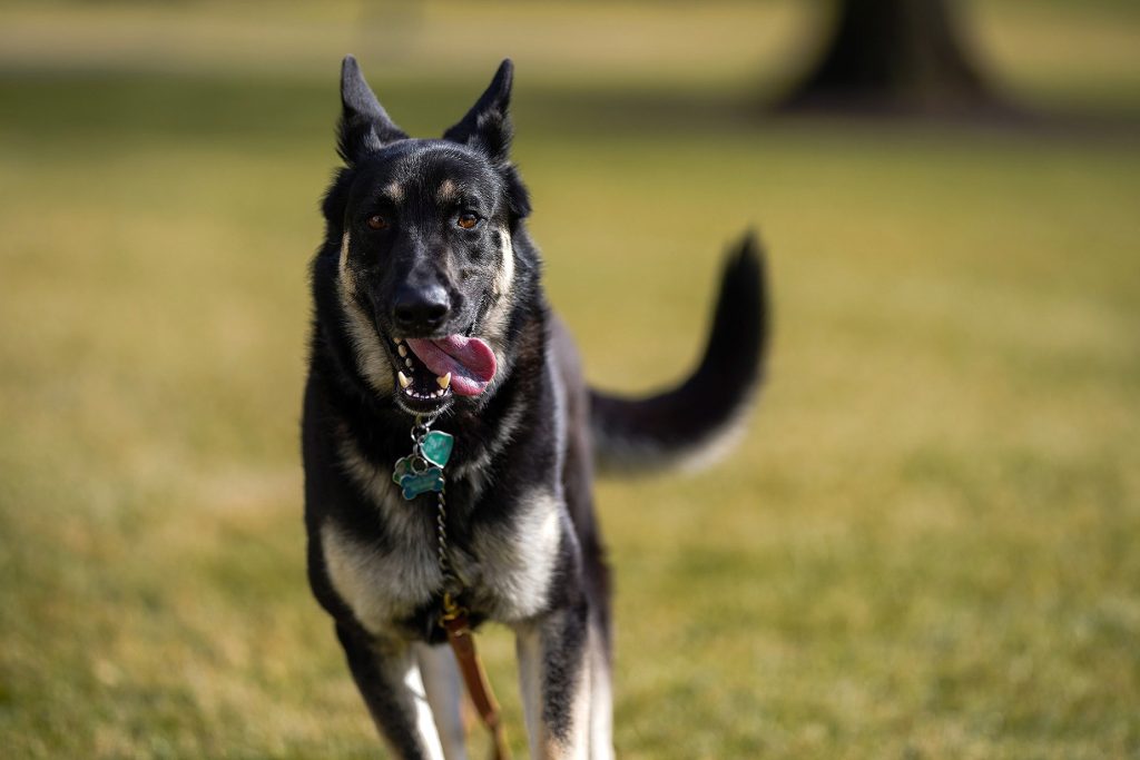 Major es el primer perro adoptado en llegar a la Casa Blanca. (Foto Prensa Libre: AFP)