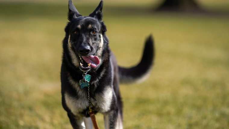 Major es el primer perro adoptado en llegar a la Casa Blanca. (Foto Prensa Libre: AFP)