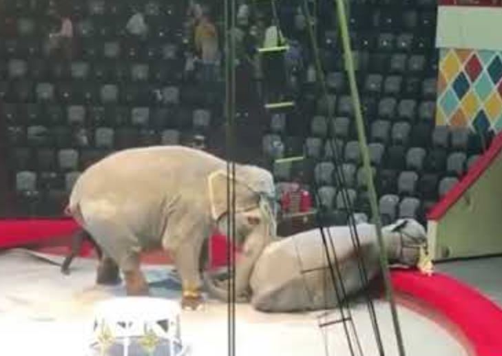 Investigan en Rusia pelea de dos elefantas durante función circense. (Foto Prensa Libre: Tomada de YouTube/РИА Новости)

