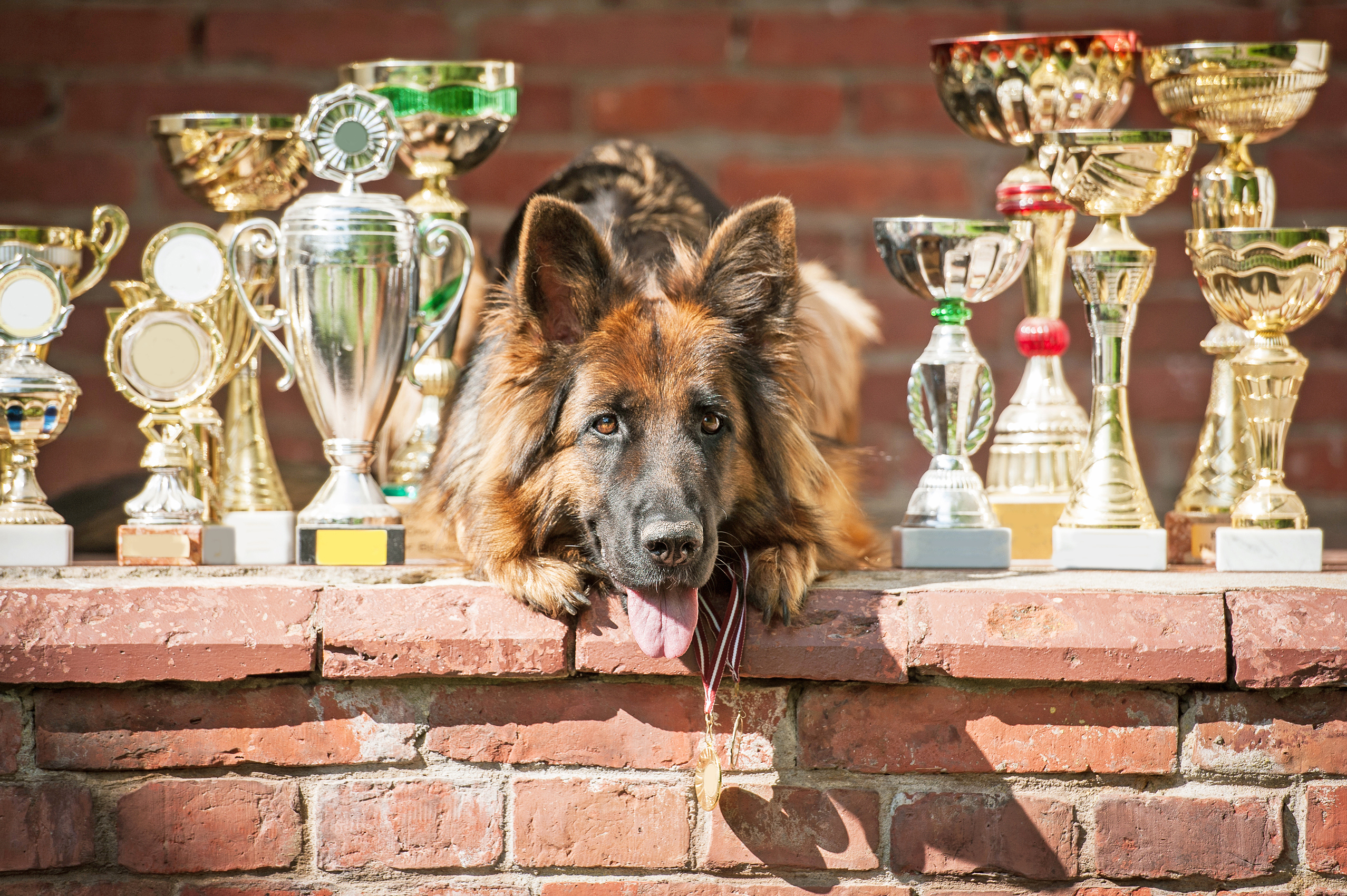 Mascotas Triunfadoras en Competencias