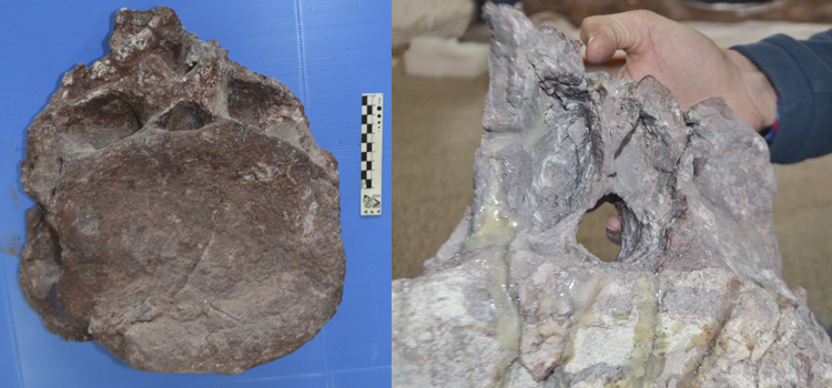 Vertebral caudal anterior y una vértebra dorsal de Ninjatitan. (Foto Prensa Libre: Tomada de ctys.com.ar)