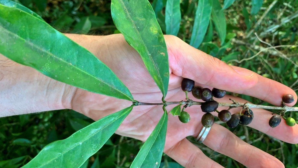 Los granos de Coffea stenophylla tienen un sabor naturalmente dulce y afrutado. La planta puede tolerar temperaturas al menos 6 °C más altas que el café Arábica. (RBG KEW)