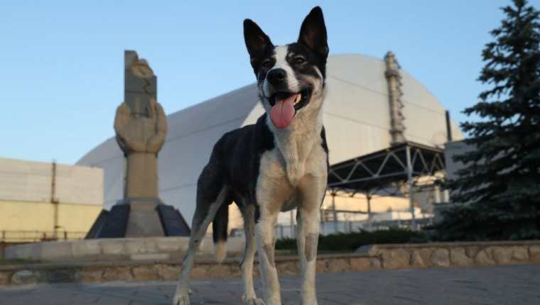 Un perro callejero cerca de la planta nuclear de Chernóbil en 2017.
