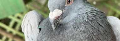 Cuidados y entrenamiento de palomas mensajeras