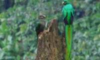 Ejemplares de quetzal se observan en reservas naturales en Atitlán. (Foto Prensa Libre: Cortesía Uri Morataya)