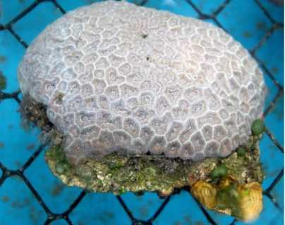 Un antibiótico ayuda a curar corales con una enfermedad de pérdida de tejido