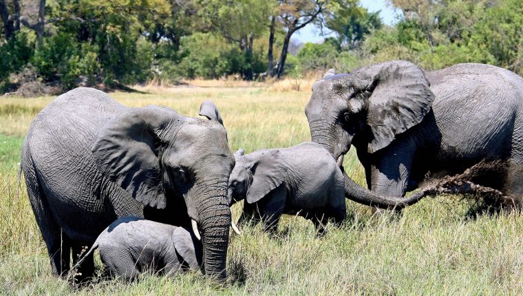 Muere un supuesto cazador furtivo pisoteado por elefantes cuando huía con sus cómplices en Sudáfrica