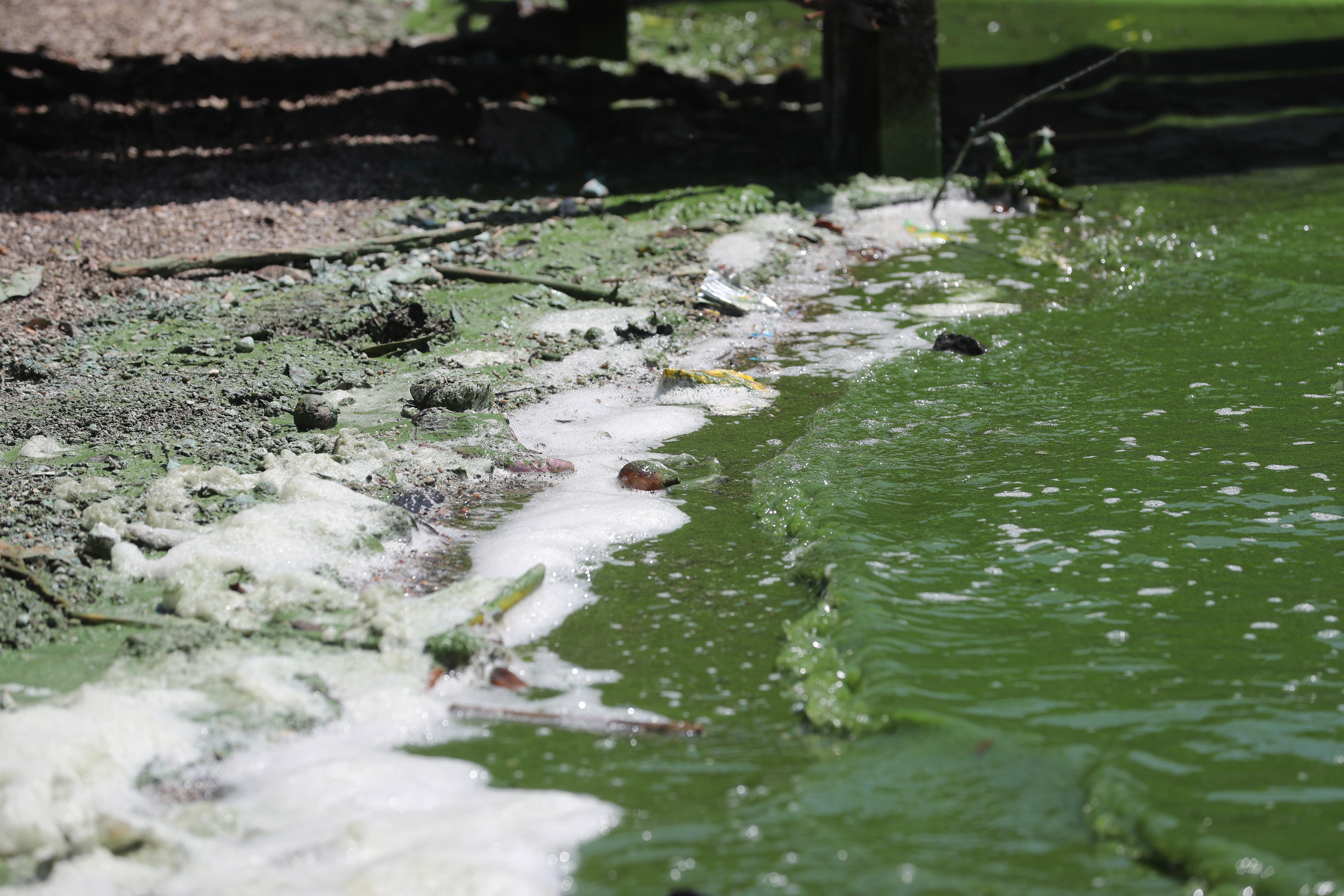 En el Da Internacional de la Tierra visitamos el Lago de Amartillan que se encuentra en una situacin critica debido ya que tiene mucha contaminacin que los que los Guatemaltecos hacen al tirar desechos al Lago. Fotografa. Erick Avila: 22/04/2021