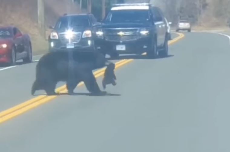 Automovilistas tuvieron que parar por varios minutos en Connecticut mientras una mamá osa cruzaba, uno a uno, a sus cachorros. (Foto Prensa Libre: Policía de Connecticut)