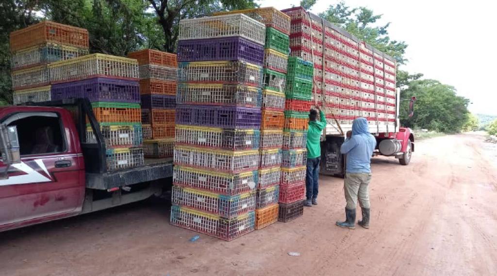 El trasiego de aves vivas pudo haber sido dominado por la estructura criminal, según el Observatorio Contra el Contrabando. (Foto Prensa Libre: Cortesía OCC) 