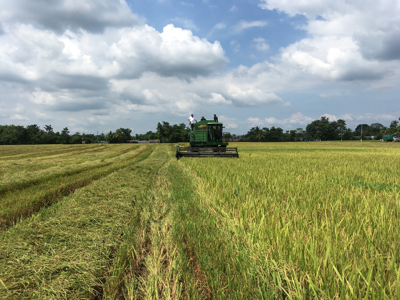 En Guatemala se destinan aproximadamente  14 mil 400 hectáreas de cultivo de arroz, según el Maga. (Foto Prensa Libre: Cortesía)