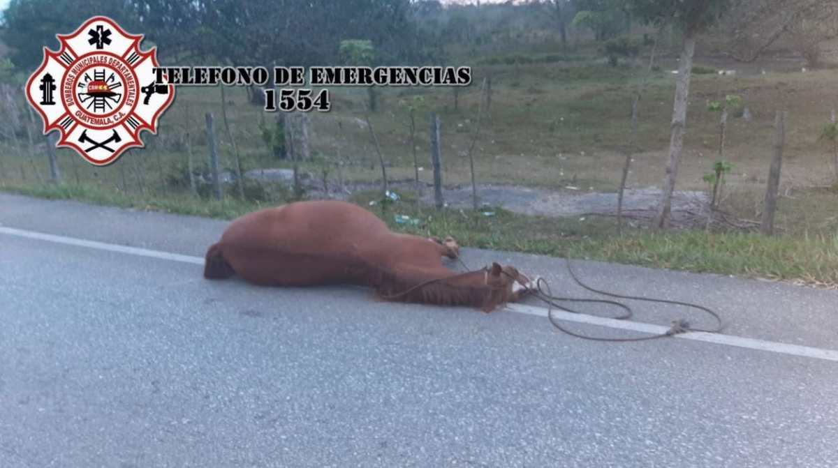 Motorista muere, y su acompañante queda herido, al chocar con un caballo en Petén