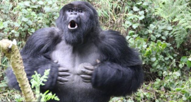 Los golpes de pecho son el gesto más famoso de los gorilas. Científicos lograron entender su significado.

DIAN FOSSEY GORILLA FUND/PA WIRE