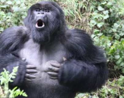 Científicos descubren la verdadera razón por la que los gorilas se golpean el pecho