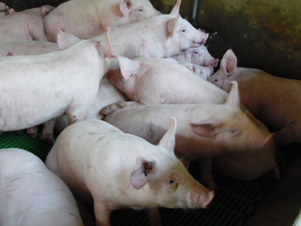 El Maga hace un llamado a porcicultores para que se registren en el Programa de Trazabilidad Porcina. (Foto Prensa Libre: Hemeroteca)