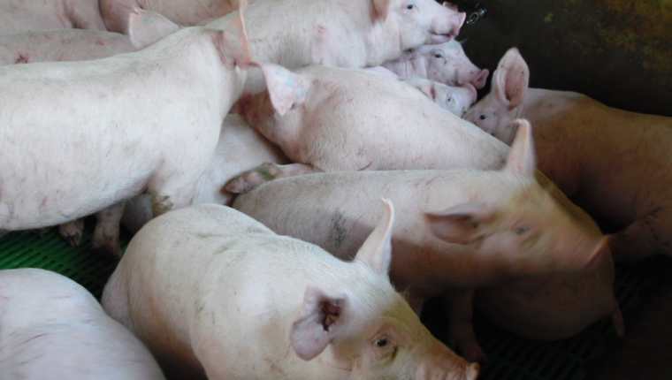 El Maga hace un llamado a porcicultores para que se registren en el Programa de Trazabilidad Porcina. (Foto Prensa Libre: Hemeroteca)