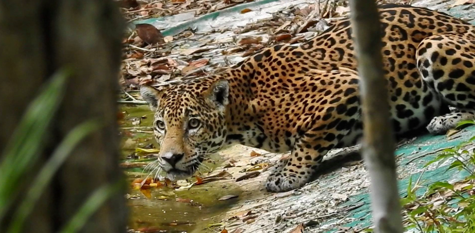 Para poder sacar una buena fotografía de un jaguar se requiere tener nervios de acero, según el experto. (Foto Prensa Libre: Francisco Asturias)