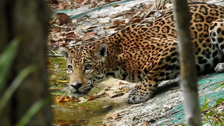 Para poder sacar una buena fotografía de un jaguar se requiere tener nervios de acero, según el experto. (Foto Prensa Libre: Francisco Asturias)