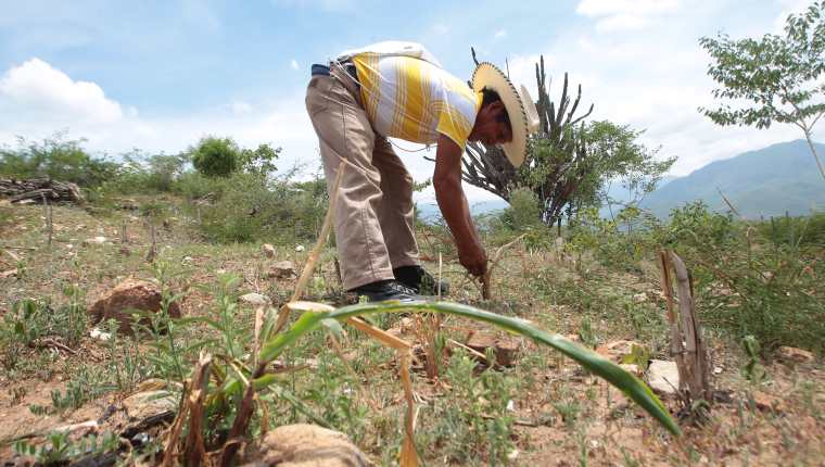Las lluvias ya comenzaron en la boca costa y sur occidente del país, lo que es positivo para la agricultura, que se ha visto afectada por períodos de sequía. (Foto Prensa Libre: Hemeroteca PL)
