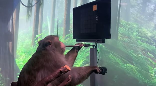 El mono Pager, con un chip experimental en su cuerpo, juega un videojuego. 