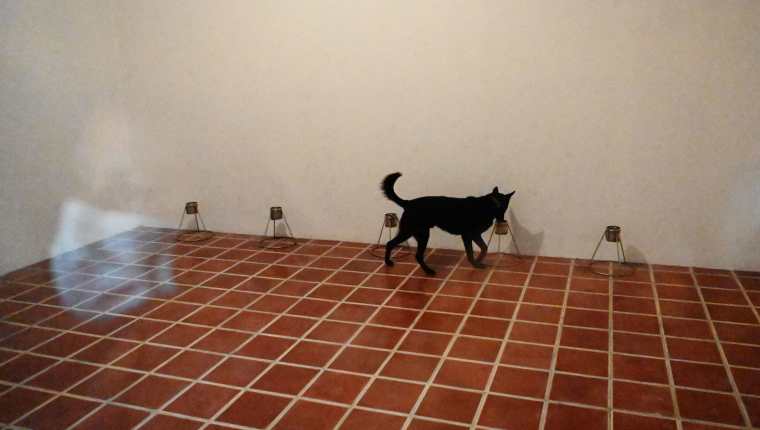 Un perro entrenado bajo el método Arcón, es llevado a realizar un ejercicio de demostración de detección del covid-19, en un cuarto oscuro con una serie de señales señuelos en San Luis Talpa, El Salvador. (Foto Prensa Libre: AFP)