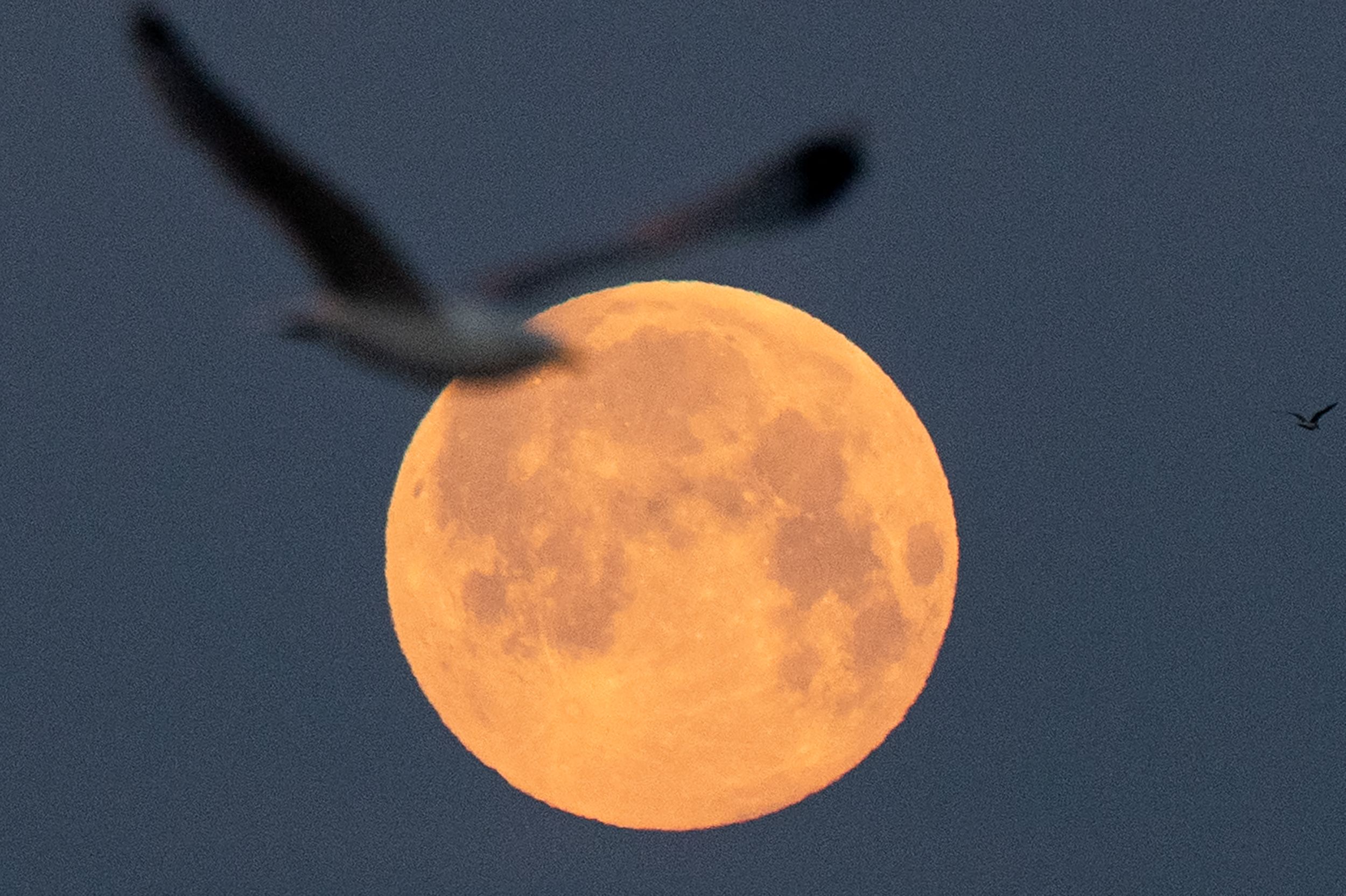 Una gaviota vuela mientras la luna llena de abril, llamada Superluna rosa, se eleva en Lorient, en el oeste de Francia. (Foto Prensa Libre: AFP)