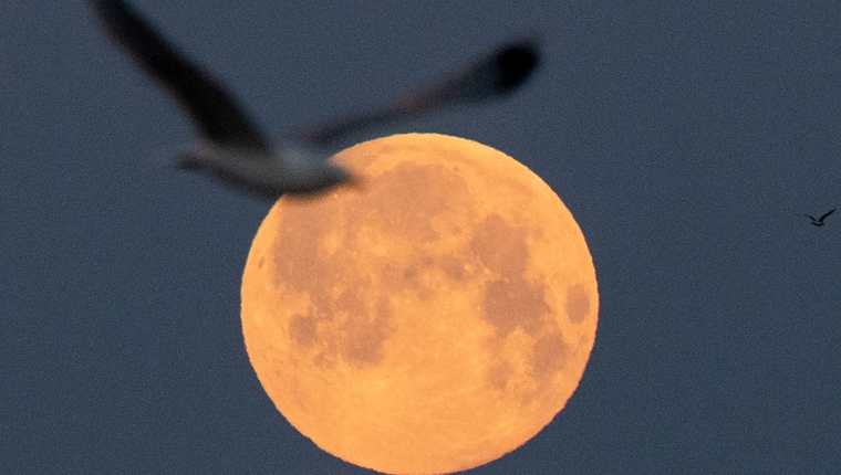 Una gaviota vuela mientras la luna llena de abril, llamada Superluna rosa, se eleva en Lorient, en el oeste de Francia. (Foto Prensa Libre: AFP)